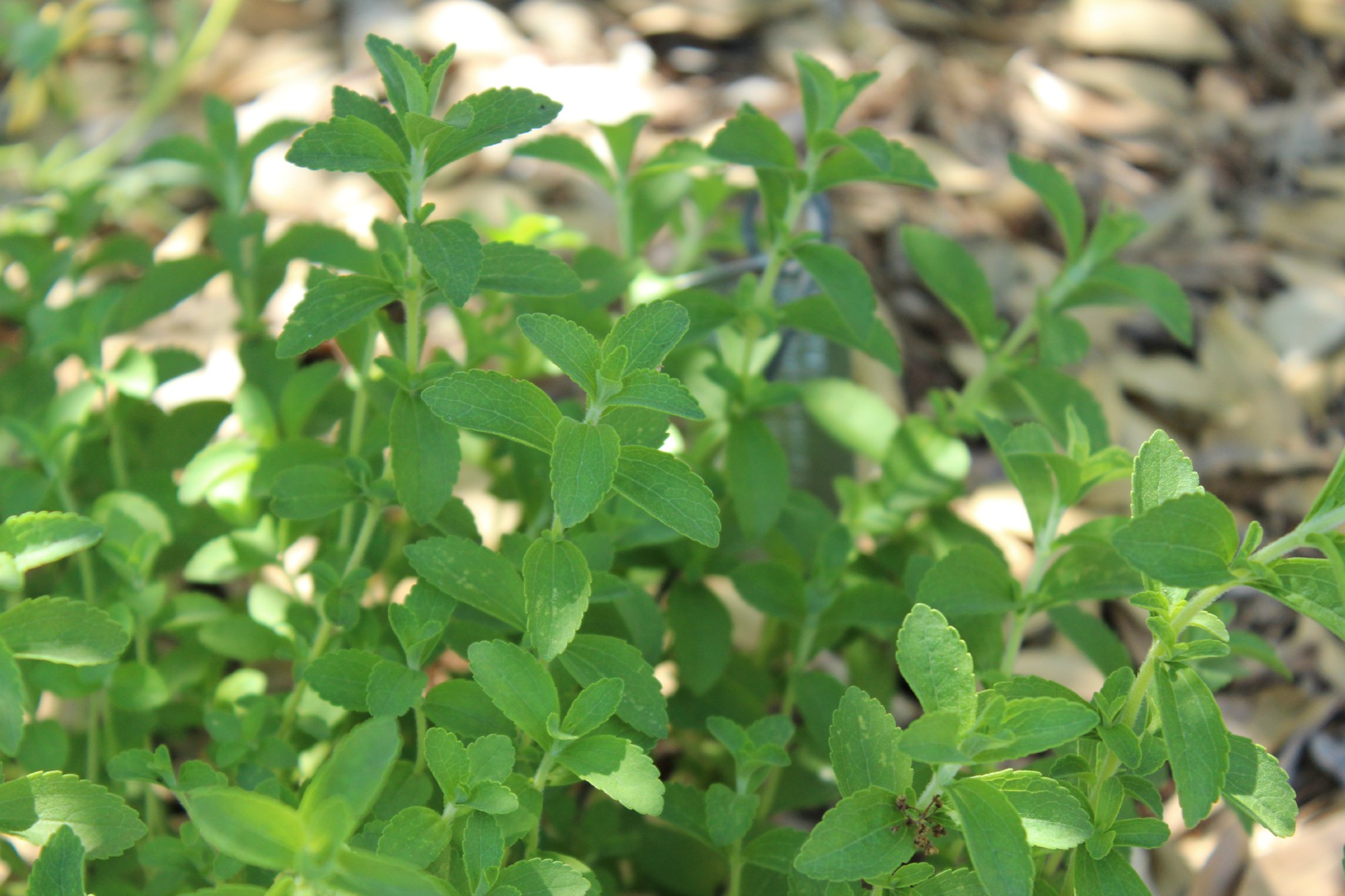 Picture of Stevia Plant, Edible Gardening Banner